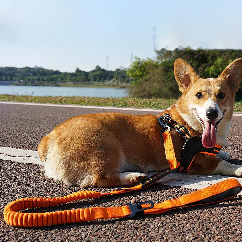 Dog Safety Belt Buckle