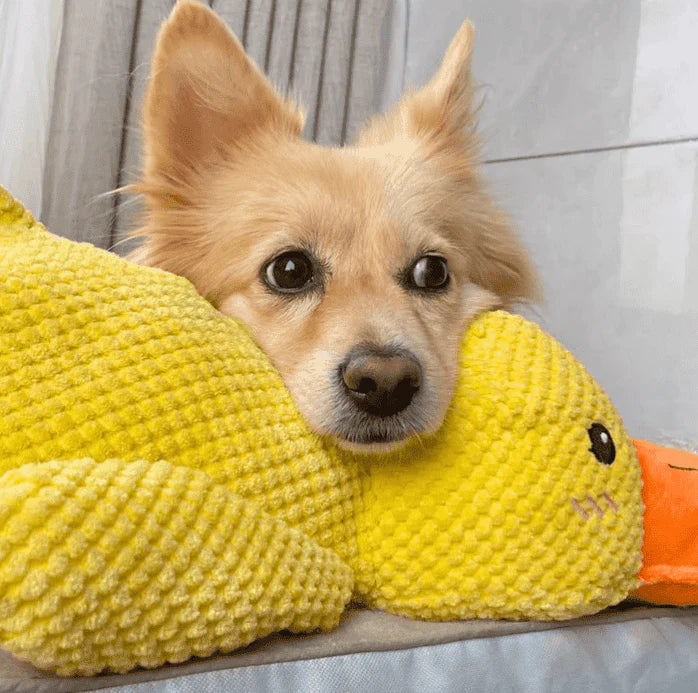 Calming Duck Toy